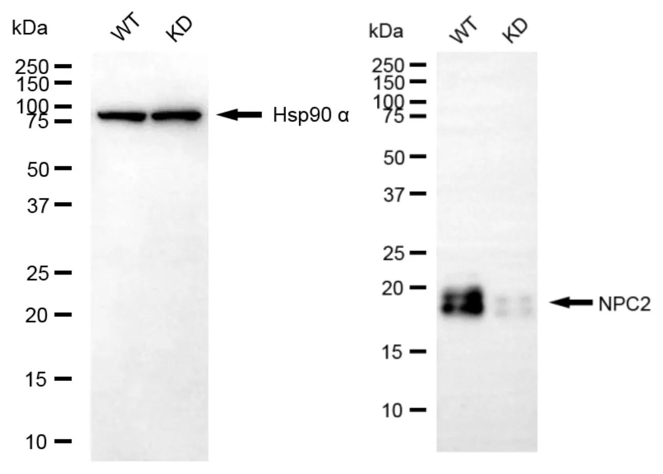 KD-Validated NPC2 Recombinant Rabbit Monoclonal Antibody
