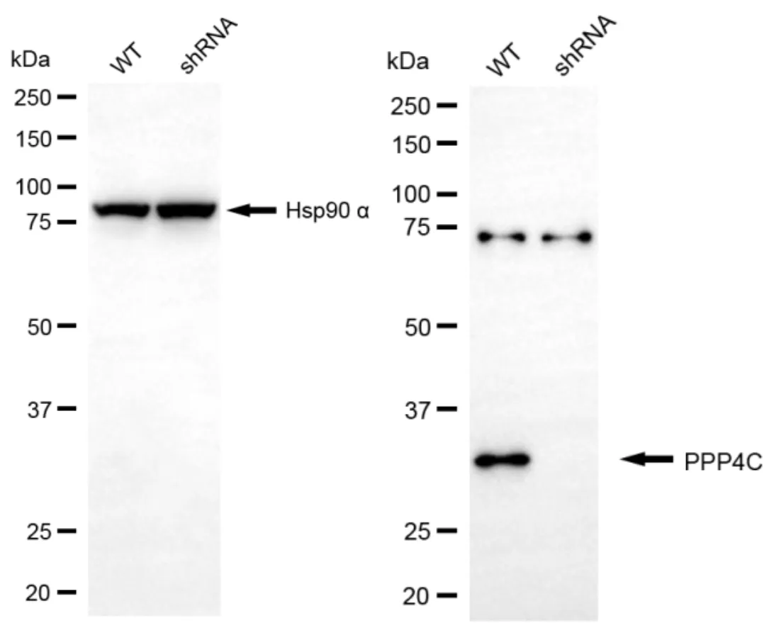 KD-Validated PPP4C Mouse Monoclonal Antibody