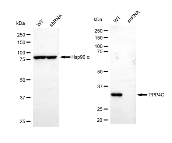 KD-Validated PPP4C Mouse Monoclonal Antibody