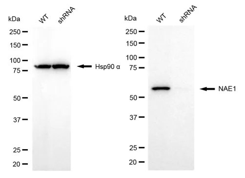 KD-Validated NAE1 Mouse Monoclonal Antibody