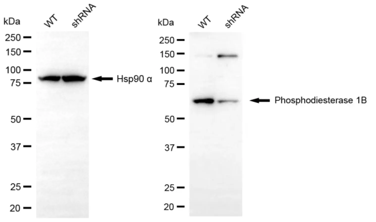 KD-Validated PDE1B Mouse Monoclonal Antibody