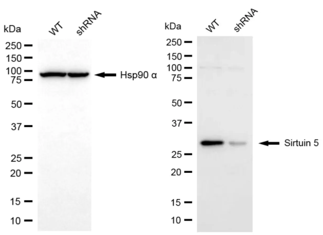 KD-Validated Sirtuin 5 Mouse Monoclonal Antibody