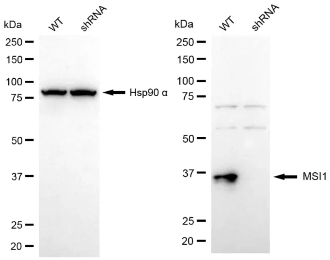 KD-Validated MSI1 Mouse Monoclonal Antibody