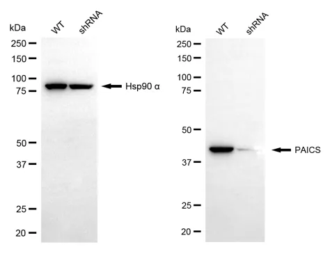 KD-Validated PAICS Mouse Monoclonal Antibody