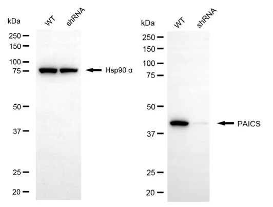 KD-Validated PAICS Mouse Monoclonal Antibody