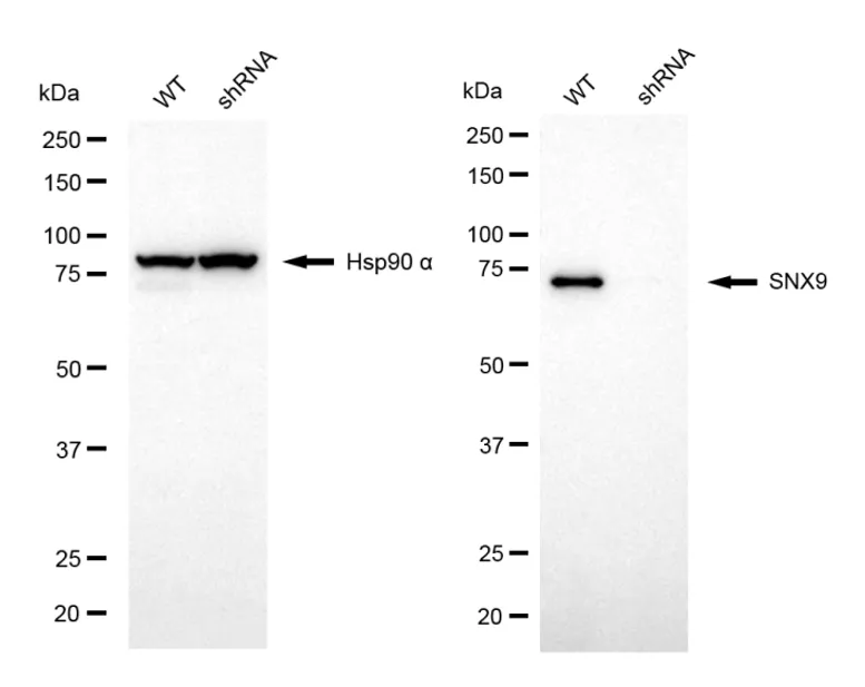 KD-Validated Sorting Nexin 9 Mouse Monoclonal Antibody