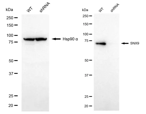 KD-Validated Sorting Nexin 9 Mouse Monoclonal Antibody