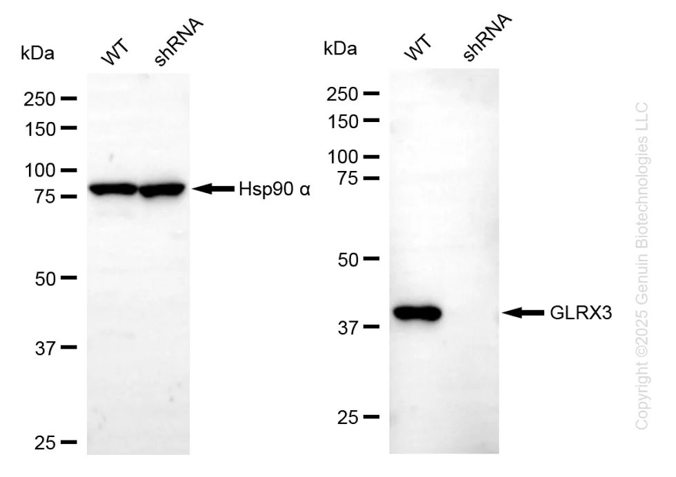 KD-Validated Glutaredoxin 3 Mouse Monoclonal Antibody