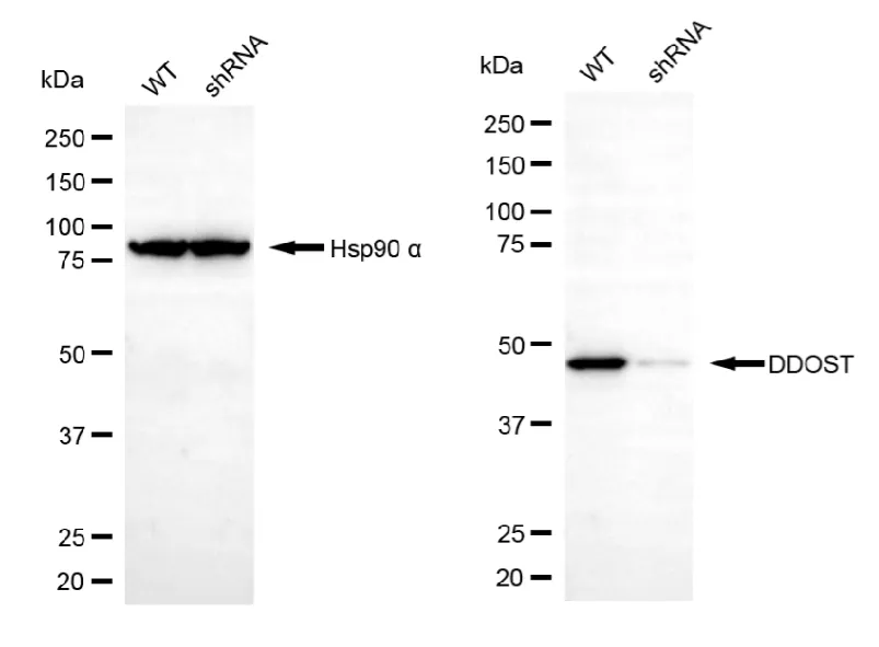 KD-Validated DDOST Mouse Monoclonal Antibody