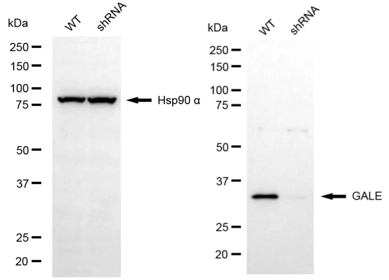 KD-Validated GALE Mouse Monoclonal Antibody