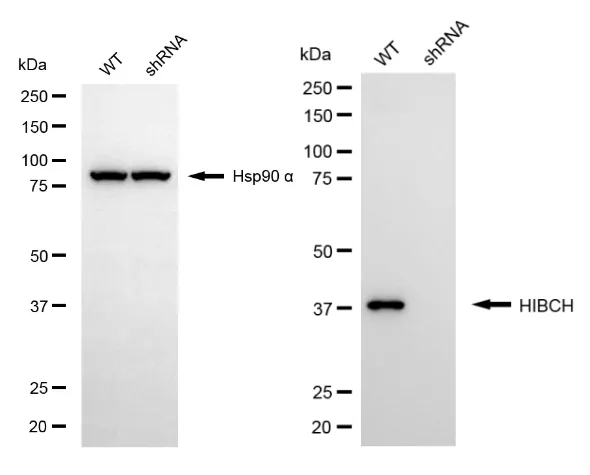 KD-Validated HIBCH Mouse Monoclonal Antibody