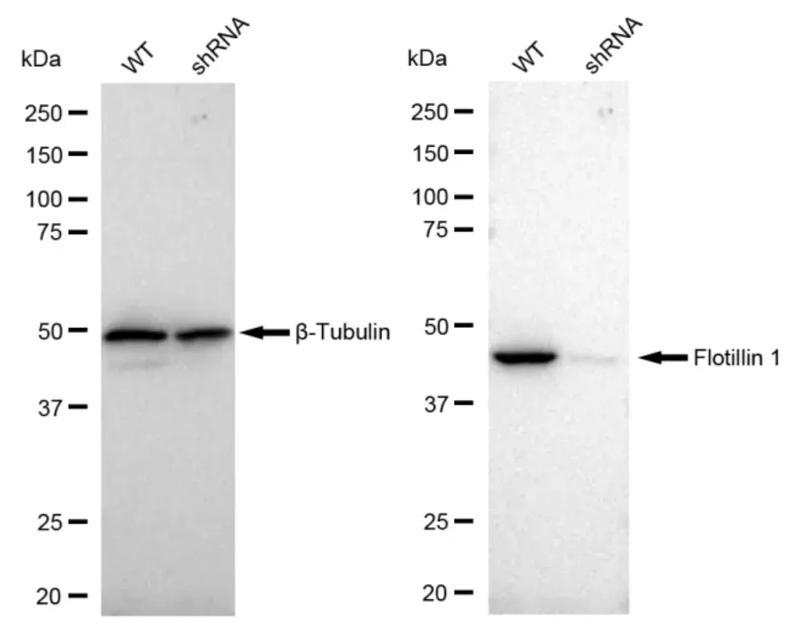 KD-Validated Flotillin 1 Recombinant Rabbit Monoclonal Antibody