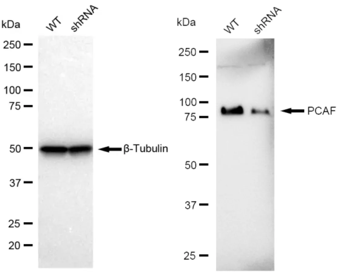 KD-Validated PCAF Recombinant Rabbit Monoclonal Antibody