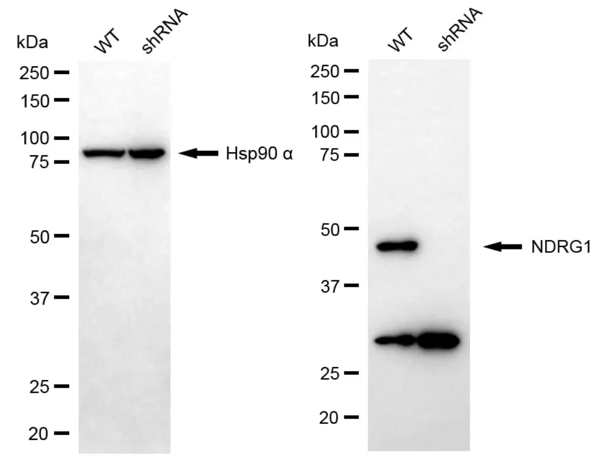 KD-Validated NDRG1 Recombinant Rabbit Monoclonal Antibody