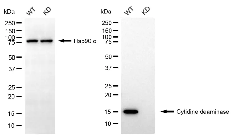 KD-Validated CDA Recombinant Rabbit Monoclonal Antibody