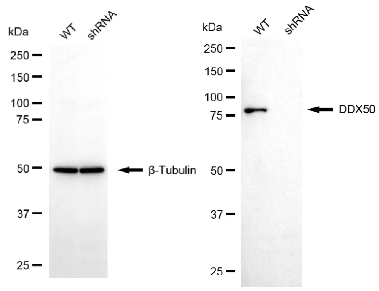 KD-Validated DDX50 Mouse Monoclonal Antibody