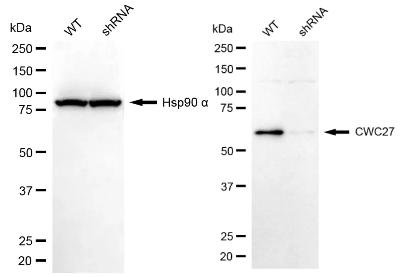 KD-Validated CWC27 Mouse Monoclonal Antibody