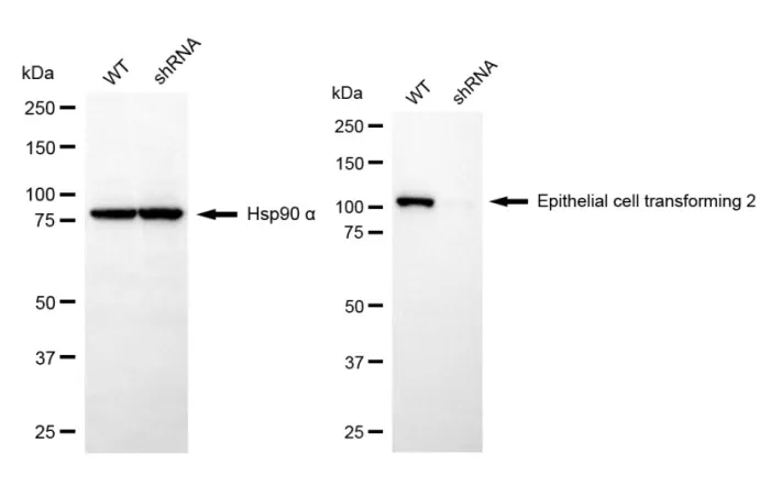 KD-Validated ECT2 Mouse Monoclonal Antibody
