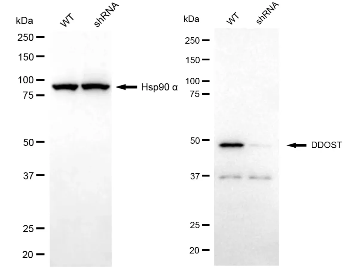 KD-Validated DDOST Mouse Monoclonal Antibody