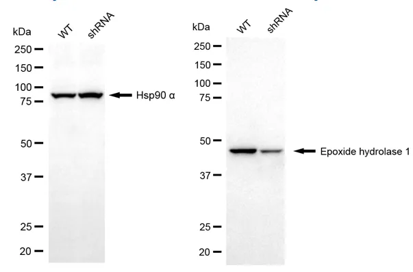 KD-Validated EPHX1 Mouse Monoclonal Antibody