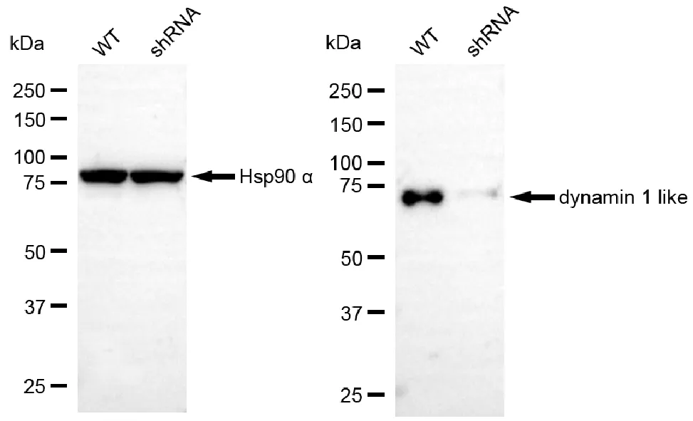 KD-Validated DNM1L Mouse Monoclonal Antibody