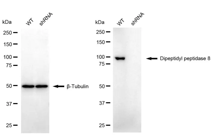 KD-Validated DPP8 Mouse Monoclonal Antibody