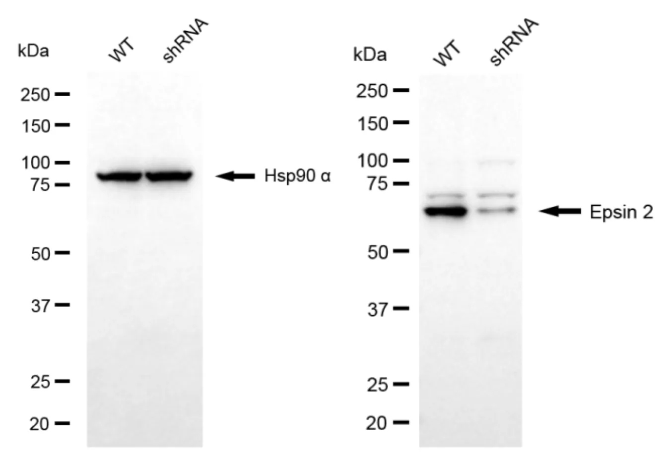 KD-Validated Epsin 2 Mouse Monoclonal Antibody
