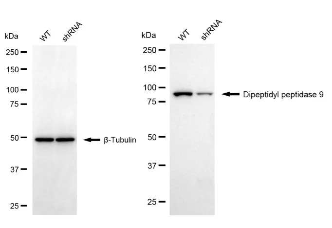 KD-Validated DPP9 Mouse Monoclonal Antibody