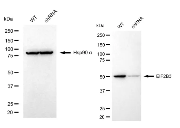 KD-Validated EIF2B3 Mouse Monoclonal Antibody