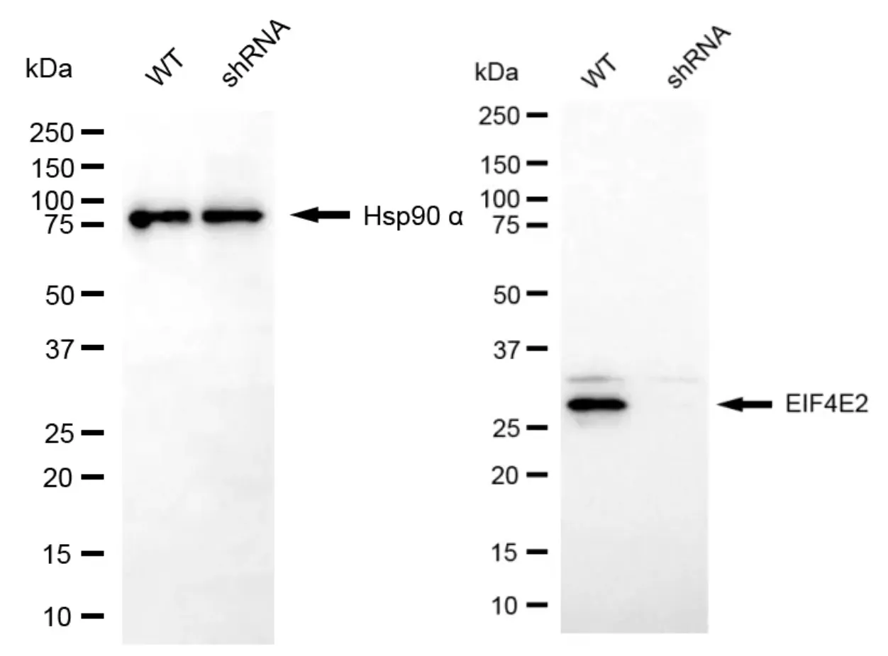 KD-Validated EIF4E2 Mouse Monoclonal Antibody