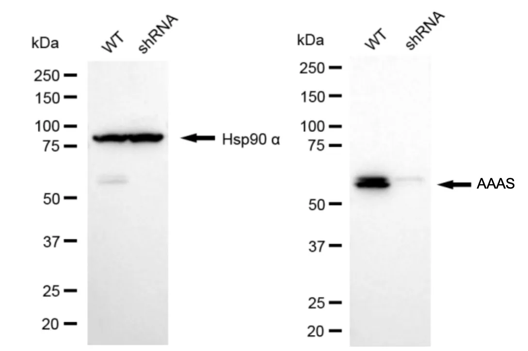 KD-Validated AAAS Mouse Monoclonal Antibody