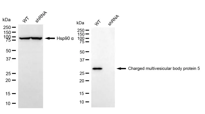 KD-Validated CHMP5 Mouse Monoclonal Antibody
