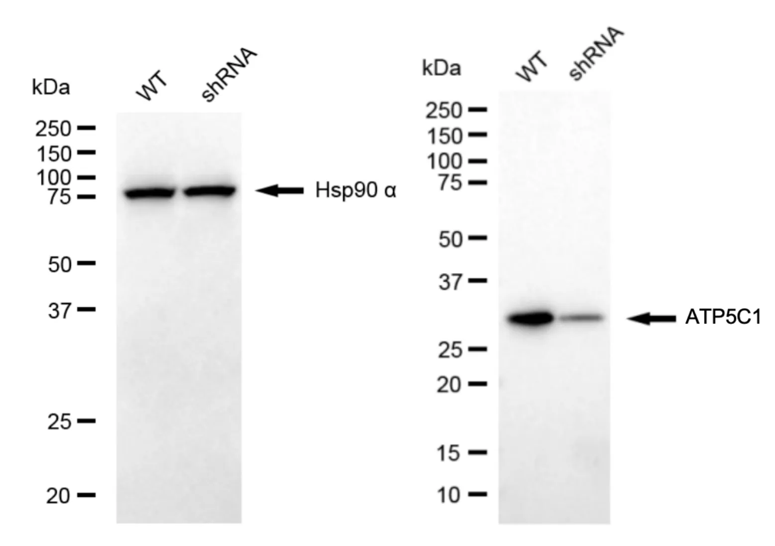 KD-Validated ATP5C1 Mouse Monoclonal Antibody