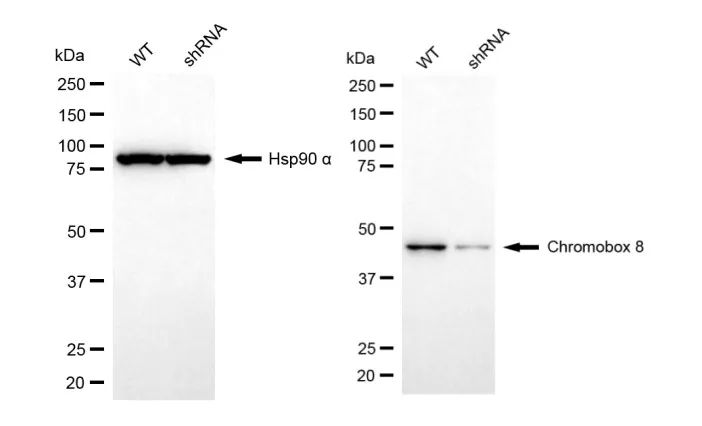 KD-Validated CBX8 Mouse Monoclonal Antibody