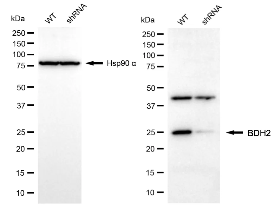 KD-Validated BDH2 Mouse Monoclonal Antibody