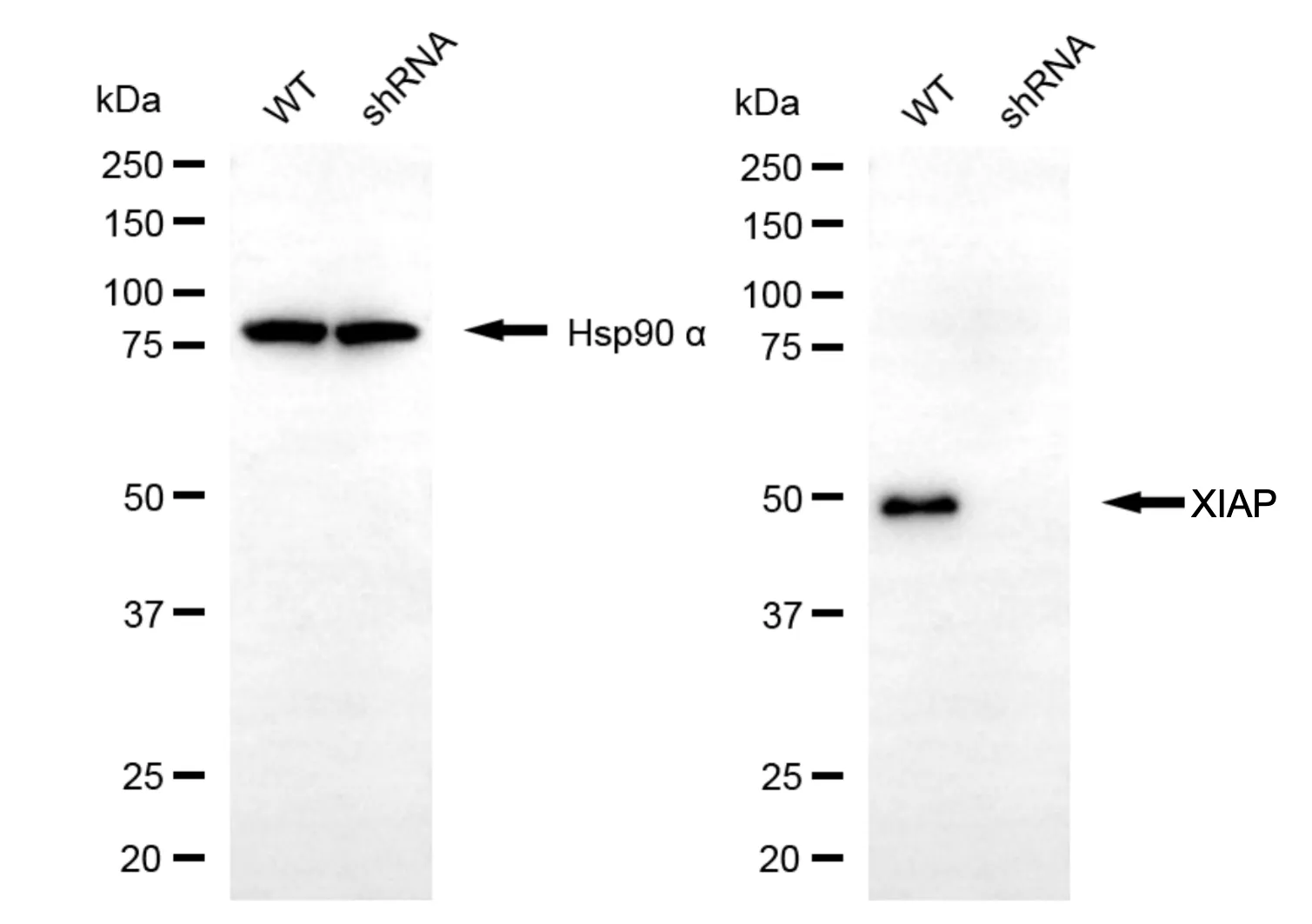 KD-Validated XIAP Mouse Monoclonal Antibody