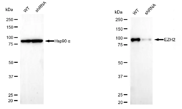 KD-Validated EZH2 Mouse Monoclonal Antibody