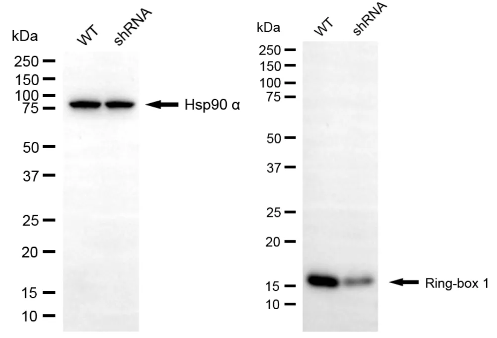 KD-Validated Ring-Box 1 Mouse Monoclonal Antibody