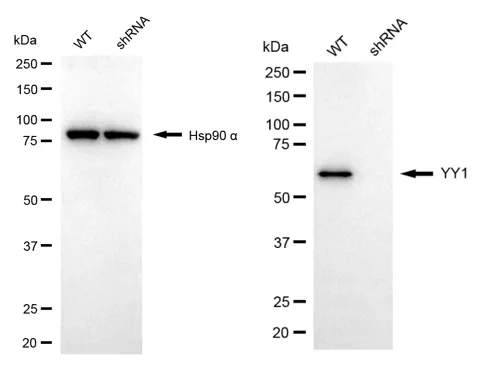 KD-Validated YY1 Mouse Monoclonal Antibody