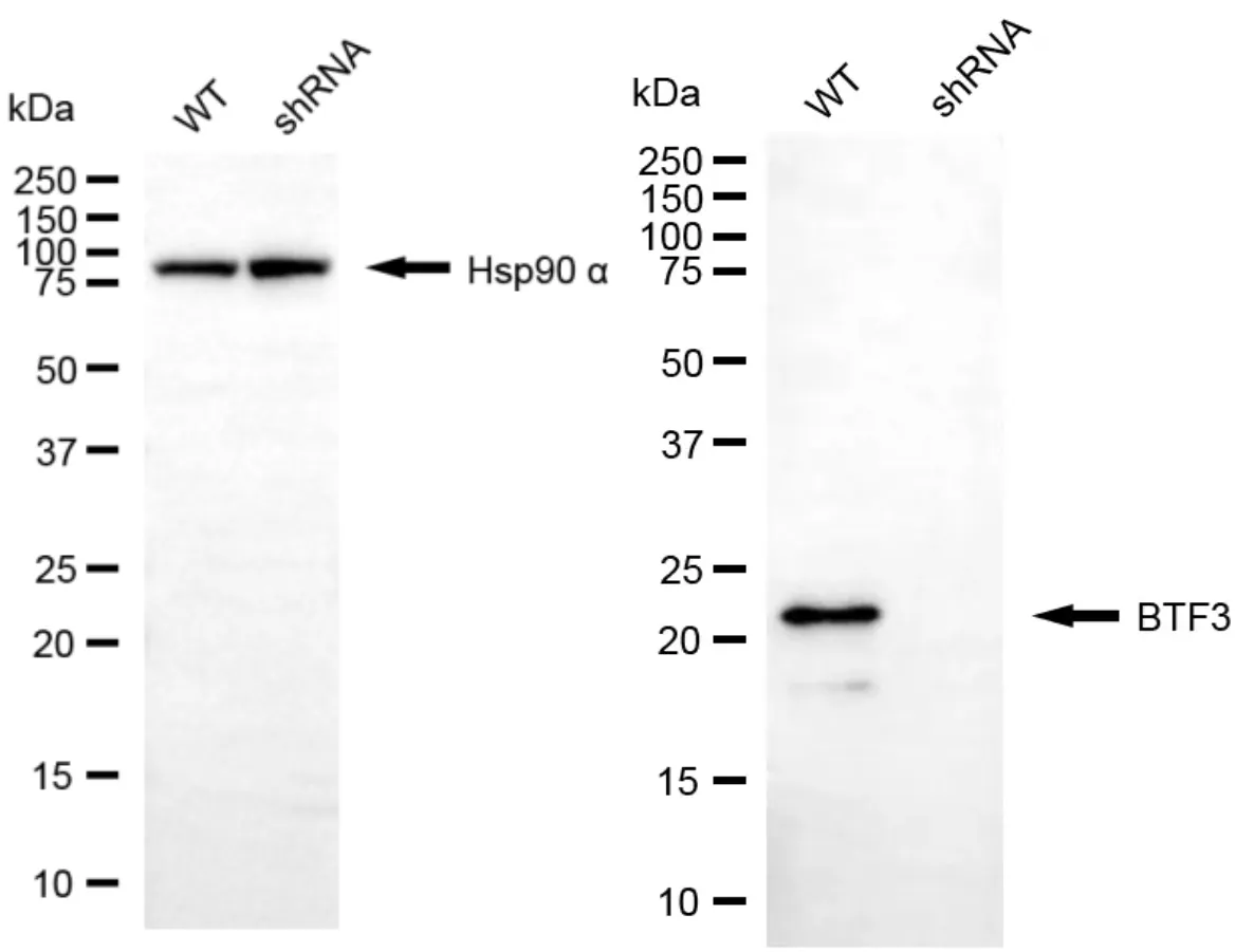 KD-Validated BTF3 Recombinant Rabbit Monoclonal Antibody