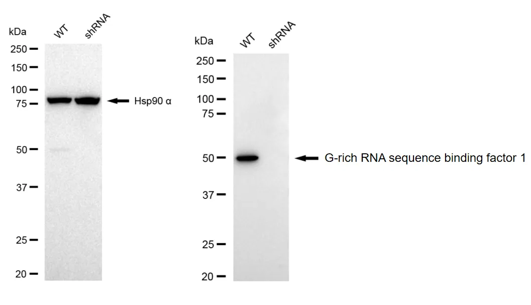 KD-Validated G-Rich RNA Sequence Binding Factor 1 Recombinant Rabbit Monoclonal Antibody