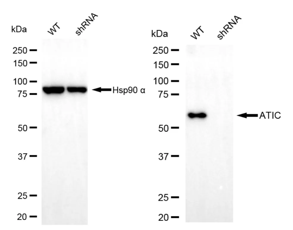 KD-Validated ATIC Mouse Monoclonal Antibody
