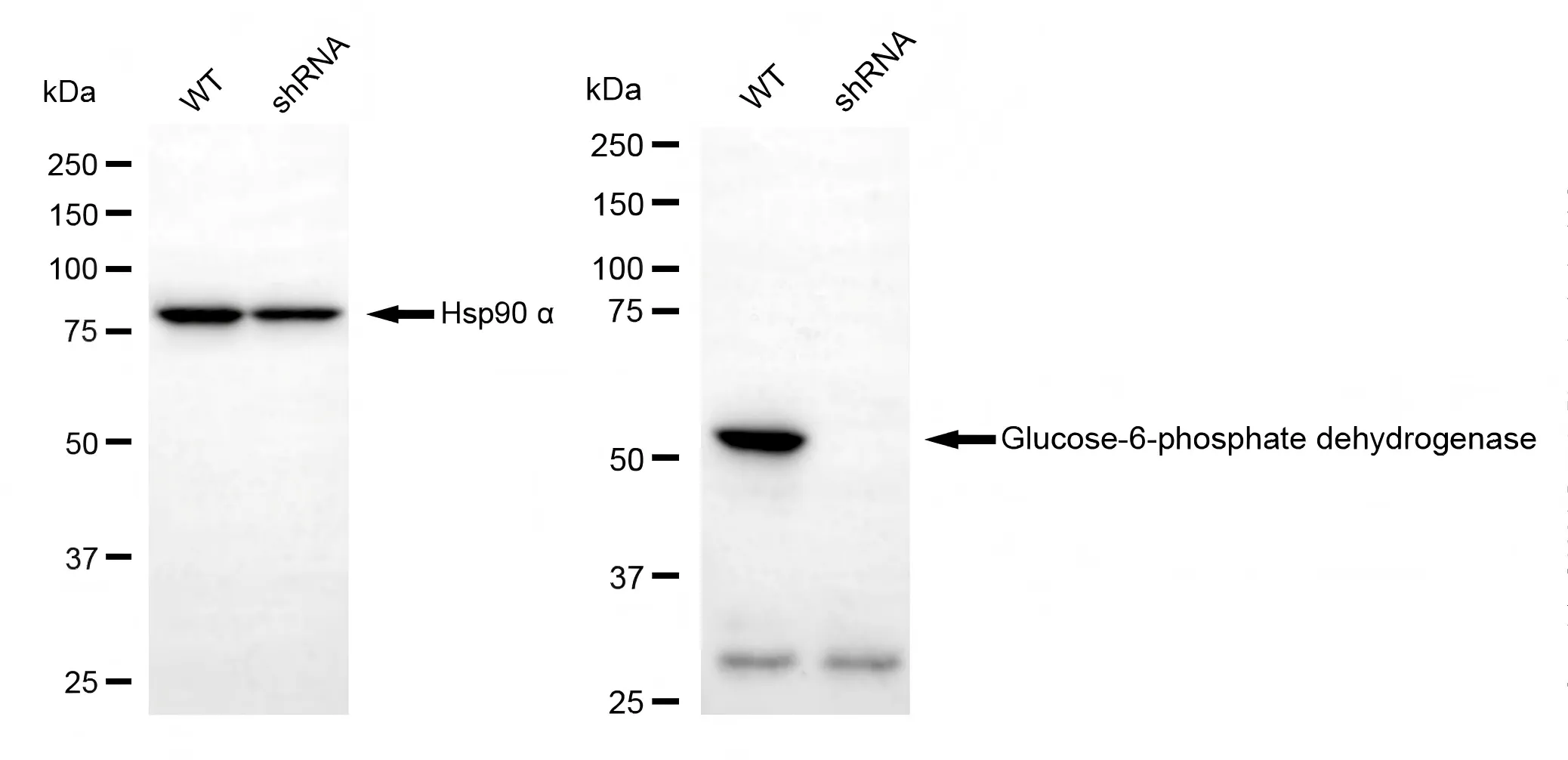 KD-Validated Glucose-6-Phosphate Dehydrogenase Recombinant Rabbit Monoclonal Antibody