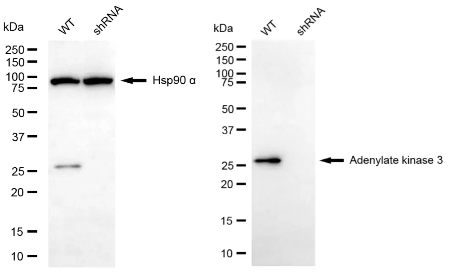 KD-Validated AK3 Mouse Monoclonal Antibody