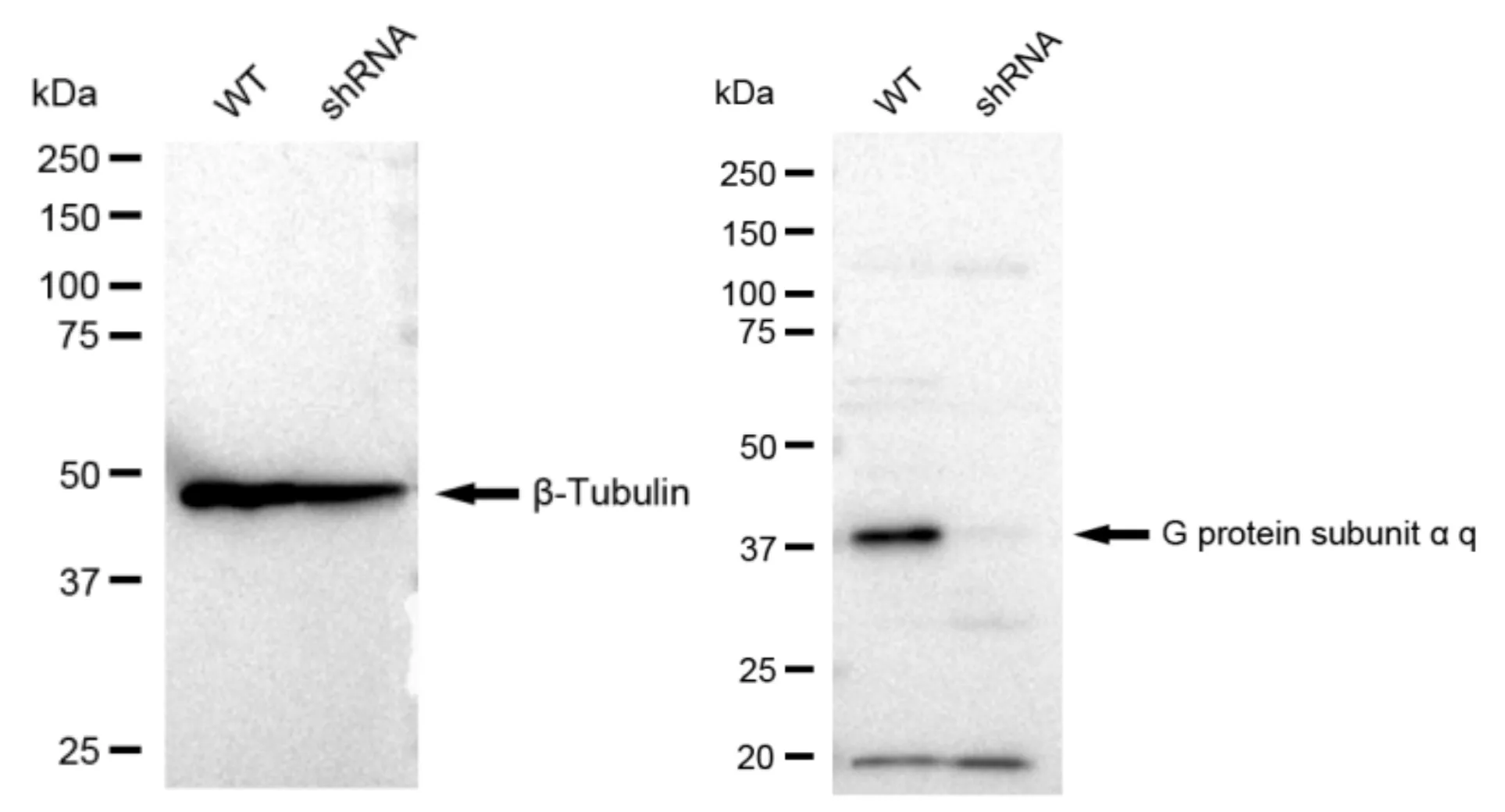 KD-Validated G Protein Subunit Alpha Q Recombinant Rabbit Monoclonal Antibody