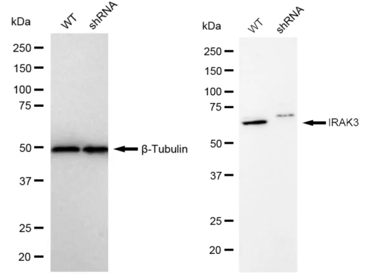KD-Validated IRAK3 Recombinant Rabbit Monoclonal Antibody