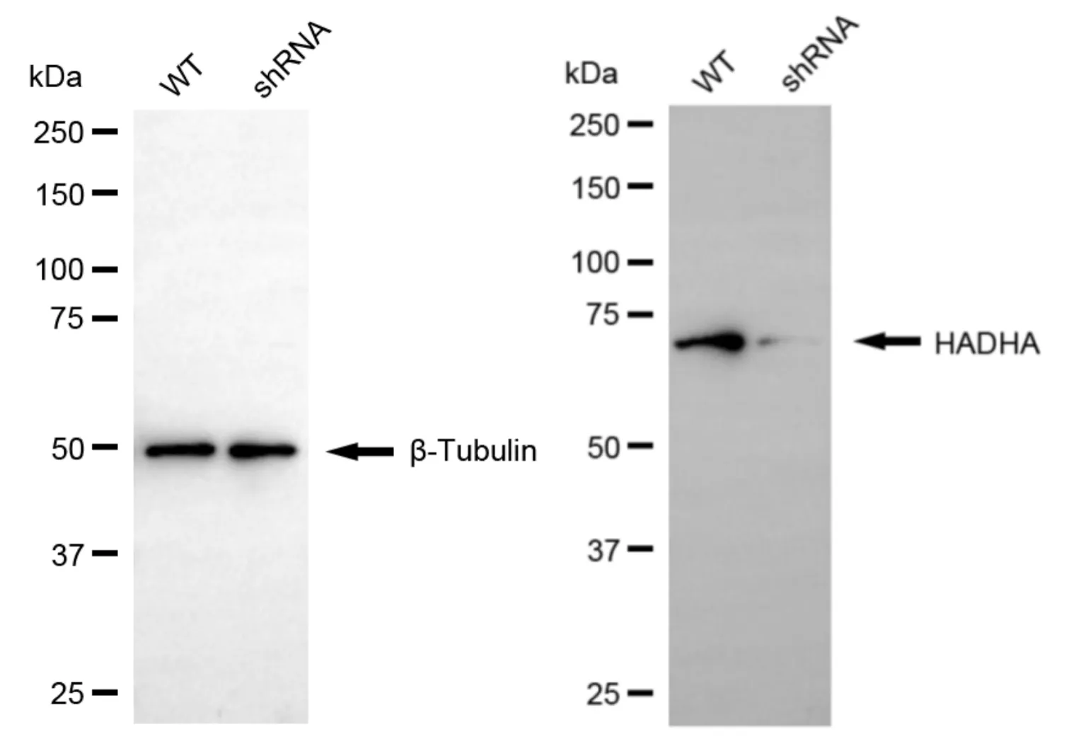 KD-Validated HADHA Mouse Monoclonal Antibody