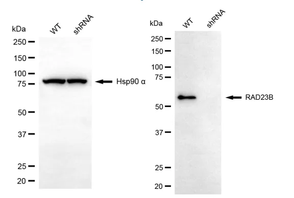 KD-Validated RAD23B Mouse Monoclonal Antibody