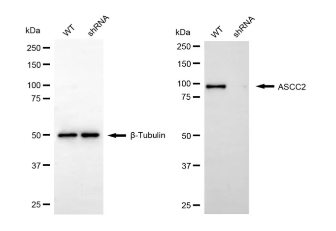 KD-Validated ASCC2 Mouse Monoclonal Antibody