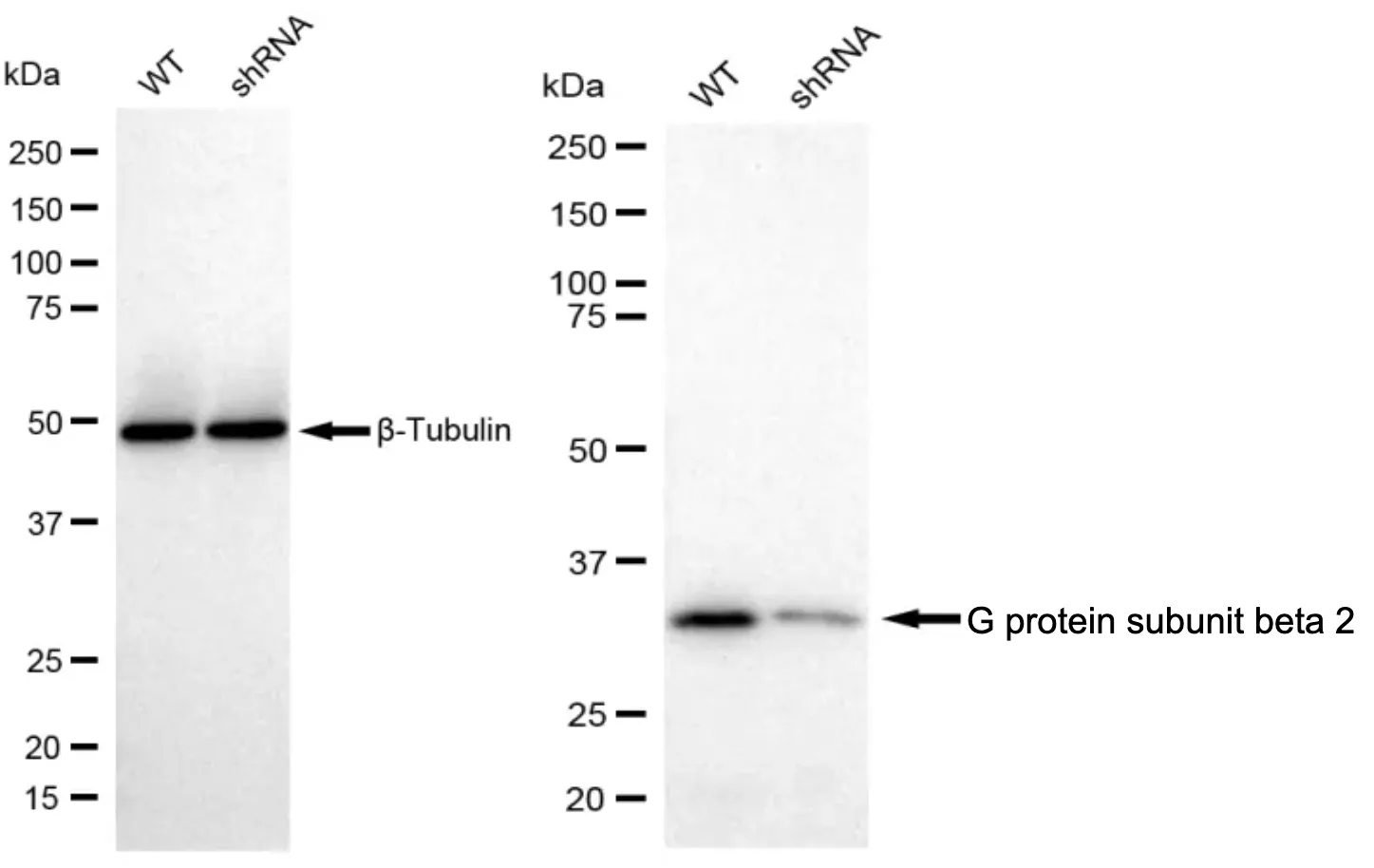 KD-Validated G Protein Subunit Beta 2 Recombinant Rabbit Monoclonal Antibody